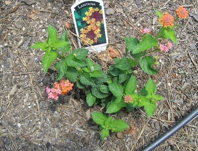 Lantana Miss Huff