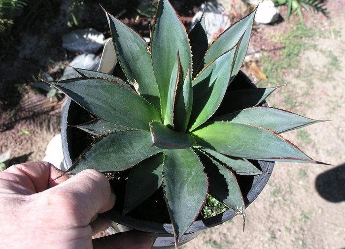 Agave, Century Plant, Maguey Blue Glow