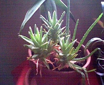 Aloe, Short Leaved Aloe