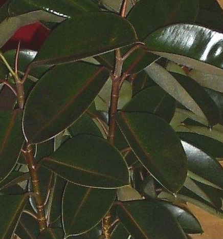 Rubber Tree Burgundy