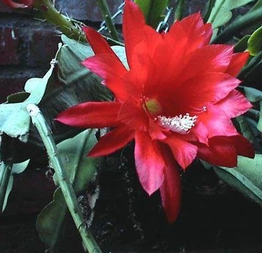 Disocactus Species, Orchid Cactus, Strap Cactus