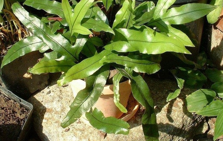 Phymatosorus Species, Kangaroo Paw Fern