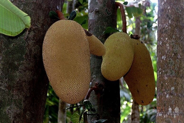 Artocarpus Species, Jackfruit, Jack Fruit