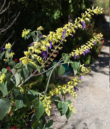 Salvia Species, Mexican Sage