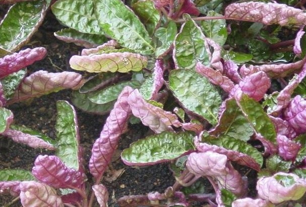Strobilanthes, Purple Waffle Plant Exotica