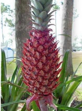 Ananas Bromeliad, Chaguar, Red Pineapple, Wild Pineapple