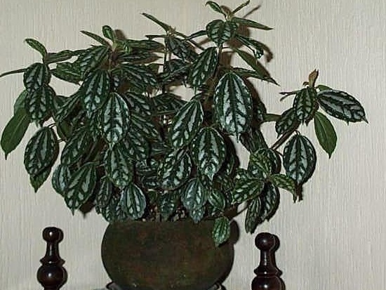 Pilea Species, Aluminum Plant, Watermelon Plant