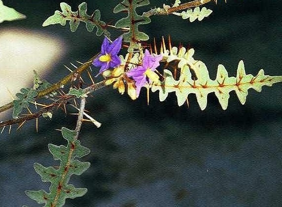 Solanum Species, Porcupine Tomato