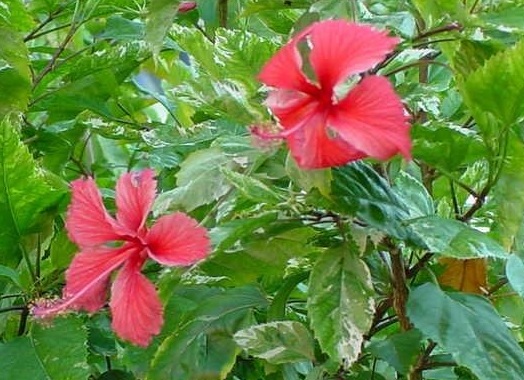 Variegated Tropical Hibiscus Snow Queen