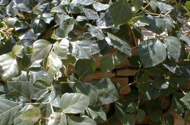 Cissus Species, Grape Ivy, Oak Leaf Ivy
