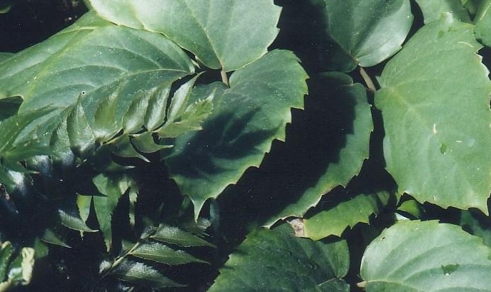Tetrastigma Species, Chestnut Vine, Lizard Vine