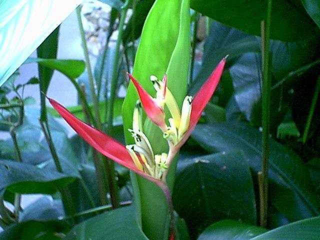 Heliconia, Parakeet Flower, Parrots Beak Lady Di