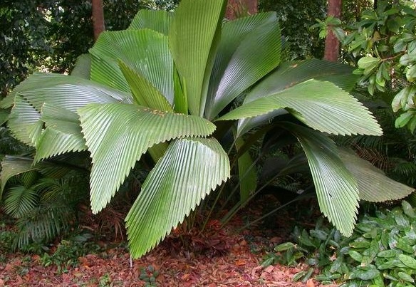 Johannesteijsmannia Species, Joey Palm