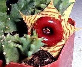Ceropegia Species, Huernia, Lifesaver Plant