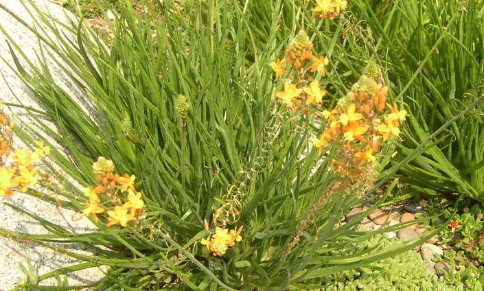 Yellow Bulbine, Orange Bulbine Tiny Tangerine