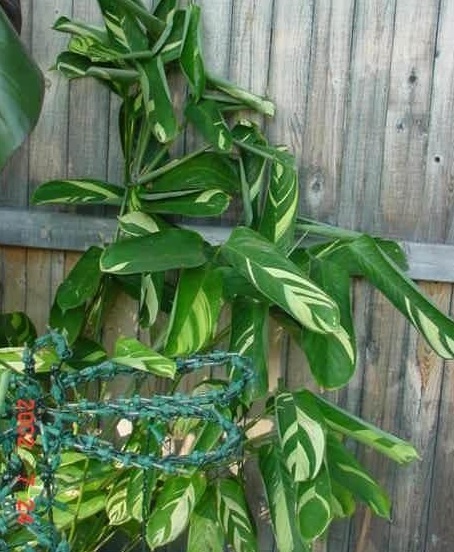 Ctenanthe Brazilian Snow