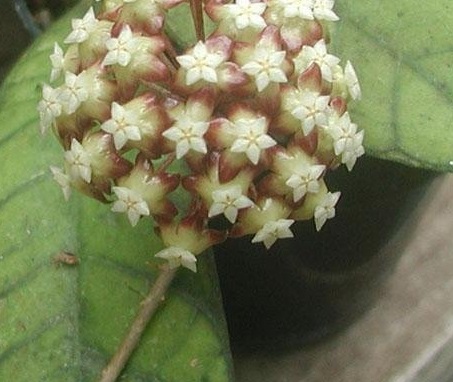 Hoya Species, Wax Plant, Porcelain Flower