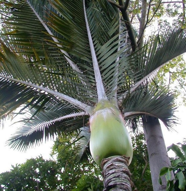 Rhopalostylis Species, Nikau Palm, Shaving Brush Palm