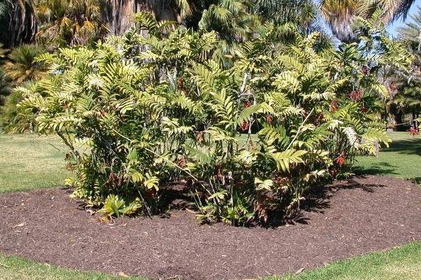 Chamaedorea Species, Hardy Bamboo Palm