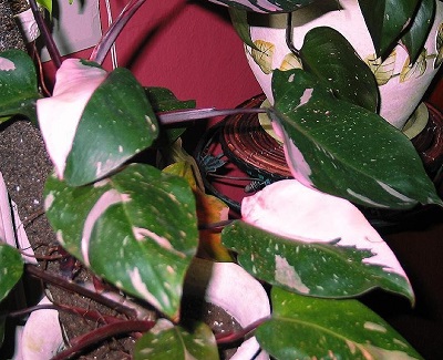 Philodendron, Blushing Philodendron, Red-Leaf Philodendron Pink Princess