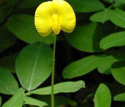 Arachis Species, Perennial Peanut, Ornamental Peanut