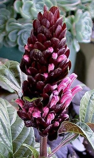 Justicia, Brazilian Plume Flower Huntington