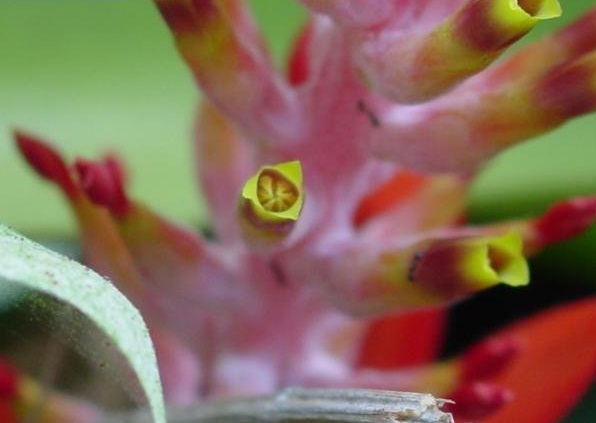 Aechmea Bromeliad Species, Urn Plant
