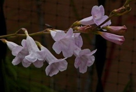 Incarvillea Species, Himalayan Gloxinia
