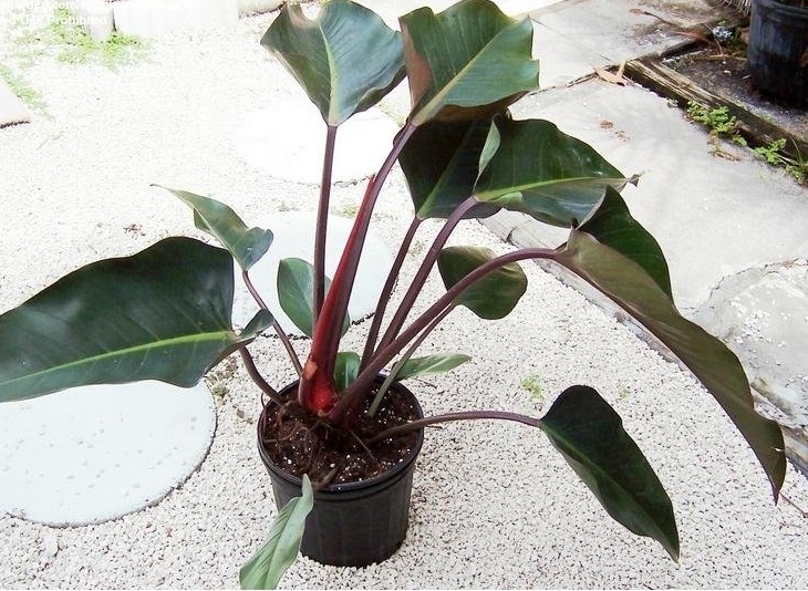 Philodendron Rojo Congo