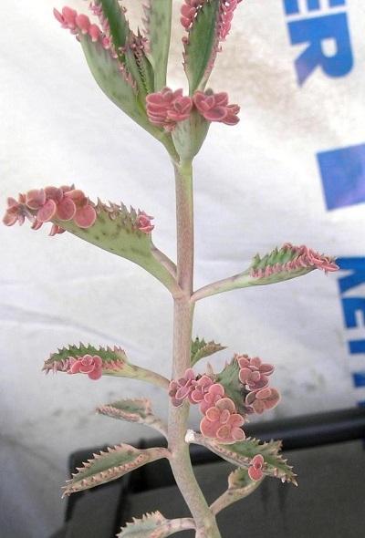 Kalanchoe, Pink Mother of Thousands Pink Butterflies