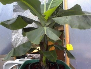 Musa, Dwarf Banana Dwarf Cavendish