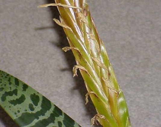 Lutheria Bromeliad, Flaming Sword Bromeliad