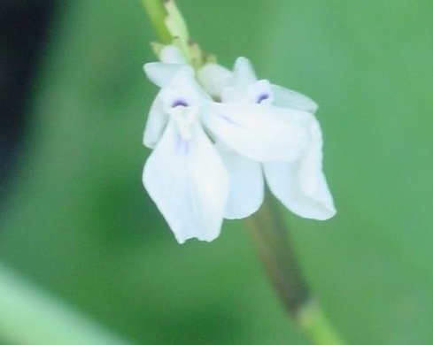Maranta Species, Prayer Plant