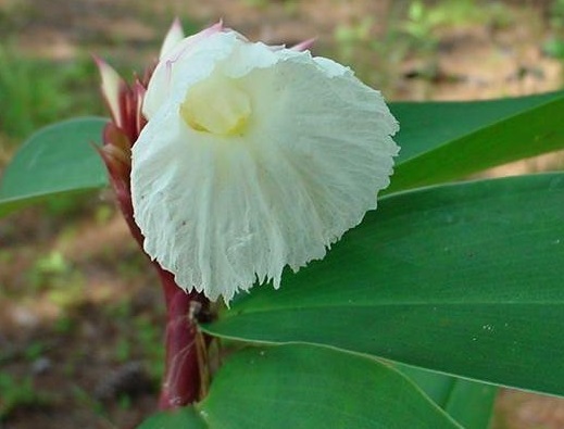 Hellenia Species, Crepe Ginger