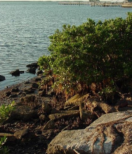 Black Mangrove