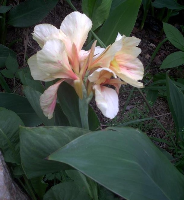 Canna Lily Princess Di