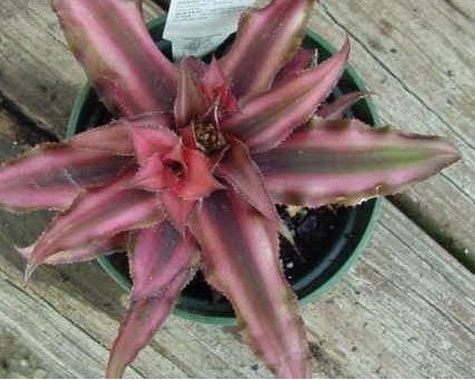 Cryptanthus Bromeliad, Earth Star Ruby