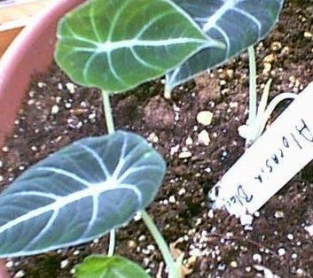 Alocasia, Elephant Ear, Taro Black Velvet