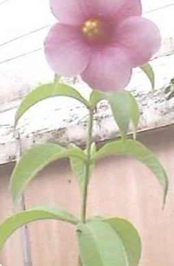 Violet Allamanda