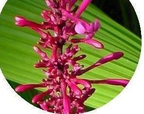 Thyrsacanthus Species, Firespike, Purple Firespike, Purple Flame