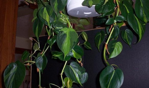 Philodendron Brasil