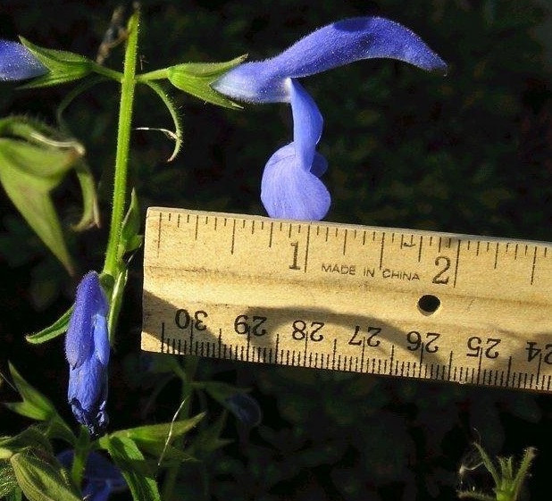 Salvia, Gentian Sage, Spreading Sage Blue Angel