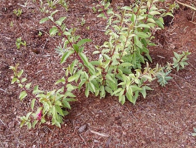 Fuchsia Species, Ladys Eardrops