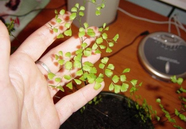 Adiantum Species, Delta Maidenhair Fern