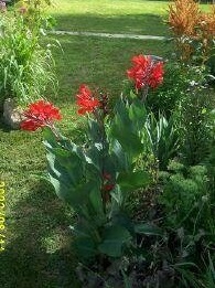 Canna Lily Red King Humbert