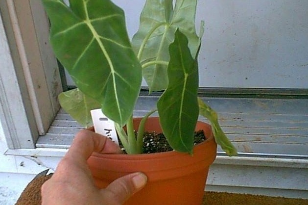 Alocasia, Elephant Ear, Green Velvet Alocasia Frydek