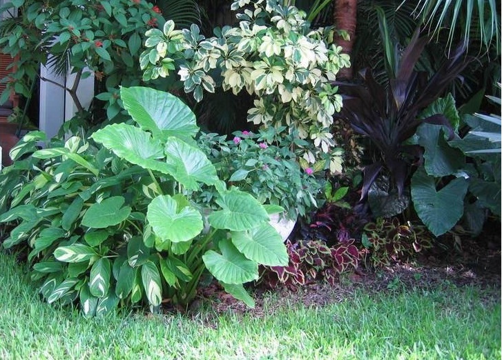 Alocasia Species, Dwarf, Upright Elephant Ear, Taro