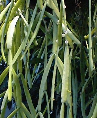 Rhipsalis Species
