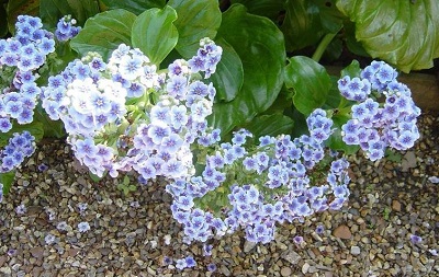 Myosotidium Species, Chatham Island Forget-Me-Not