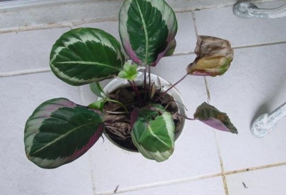 Goeppertia Species, Rose Painted Calathea